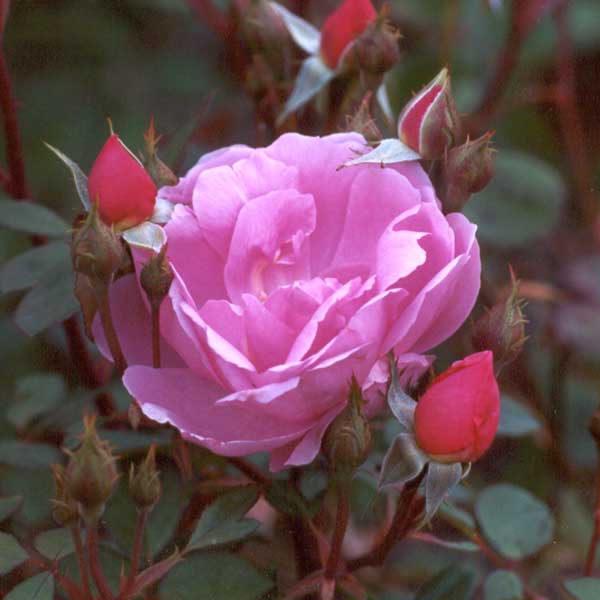Hopefully one day I will find out the name of this rose. Hopefully one day I will find out the name of this rose.