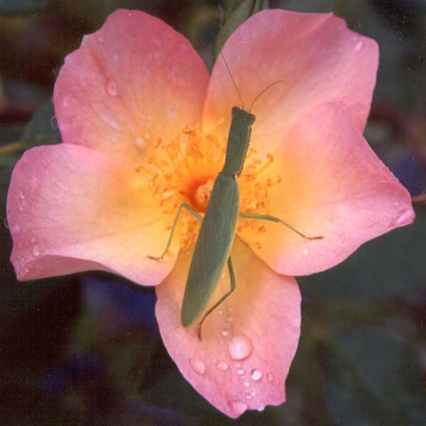 If you're trying to find this rose in your rose dictionary, look it up in the 'T' section! If you're trying to find this rose in your rose dictionary, look it up in the 'T' section!