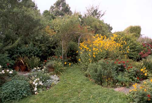 Heleniums are quite invasive. Heleniums are quite invasive.