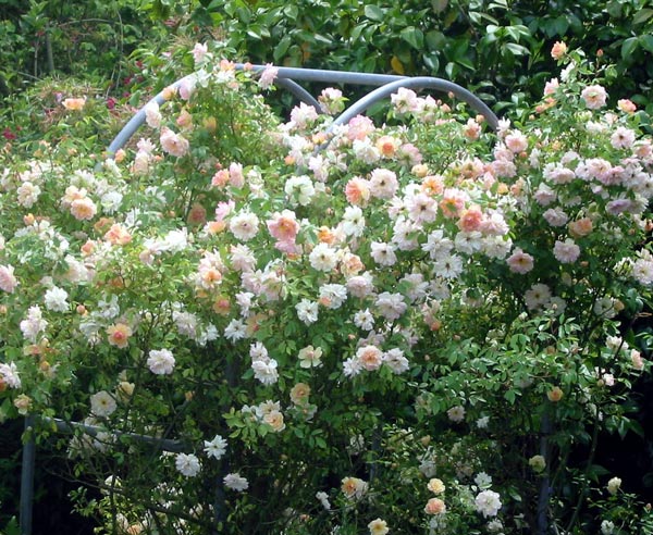 A very pretty rose. A very pretty rose.