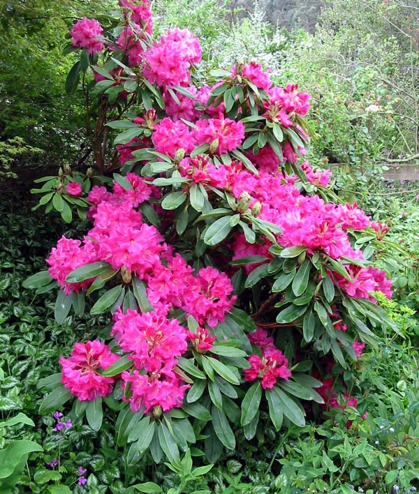 A beautiful shrub. A beautiful shrub.