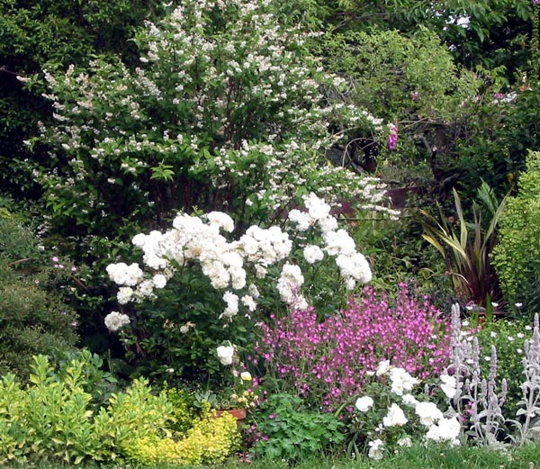 Prosperity is a hybrid musk rose. Prosperity is a hybrid musk rose.
