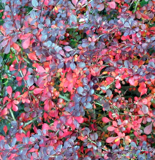 Yes - it's another autumn leaf photograph! Yes - it's another autumn leaf photograph!