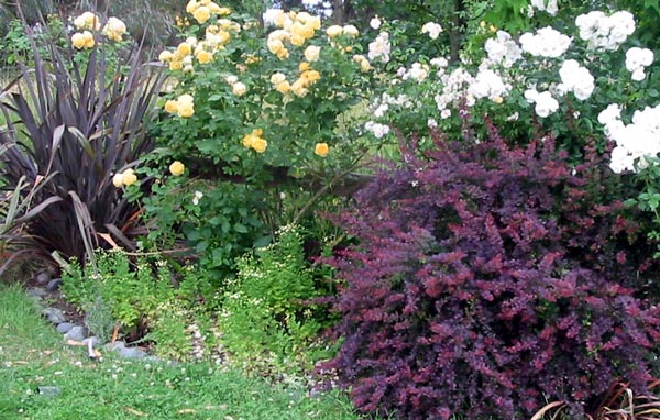 With a big bronze flax and some yellow and white roses. With a big bronze flax and some yellow and white roses.