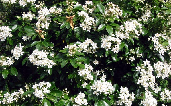 This shows the white starry spring flowers. This shows the white starry spring flowers.
