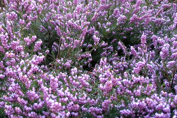 What a beautiful colour this Erica is. What a beautiful colour this Erica is.