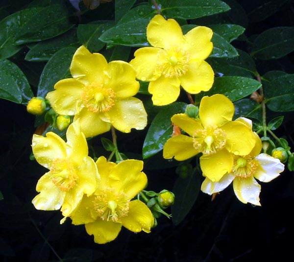 A beautiful clear yellow. A beautiful clear yellow.
