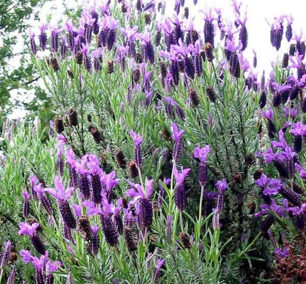 This is one of the lavenders growing by the Laundry seat. This is one of the lavenders growing by the Laundry seat.