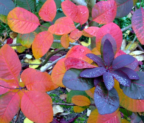 Ha! Yet another autumn leaf photograph! Ha! Yet another autumn leaf photograph!