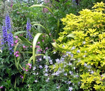  With a neighbourly flax and some delphiniums. 