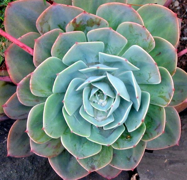 A large rosette. A large rosette.