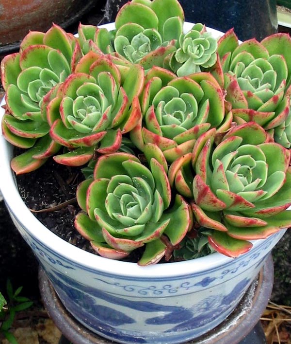 This is the first succulent I ever grew. This is the first succulent I ever grew.