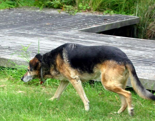 Dear old dog. Dear old dog.