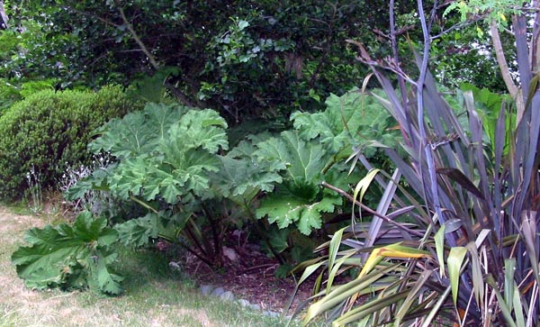 Gunnera can get damaged by late frosts. Gunnera can get damaged by late frosts.