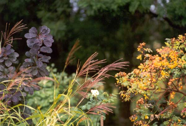 The rose whose leaves are turning golden is a Rugosa. The rose whose leaves are turning golden is a Rugosa.