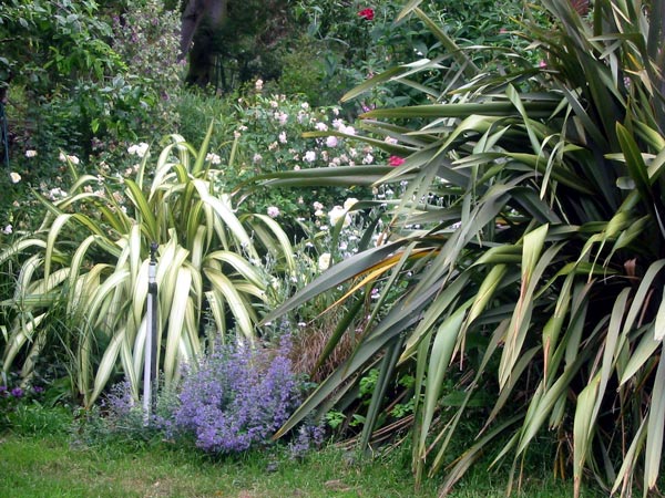 This part of the Wattle Woods Garden is always full of surprises. This part of the Wattle Woods Garden is always full of surprises.
