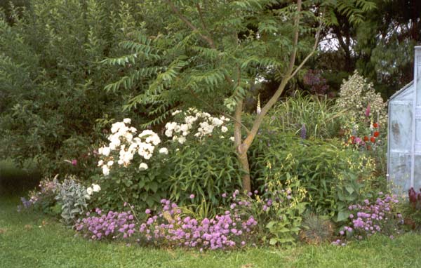 That lilac phlox again! That lilac phlox again!