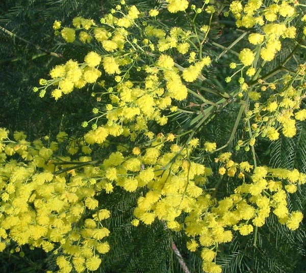 This colour hints of spring flowering daffodils. This colour hints of spring flowering daffodils.