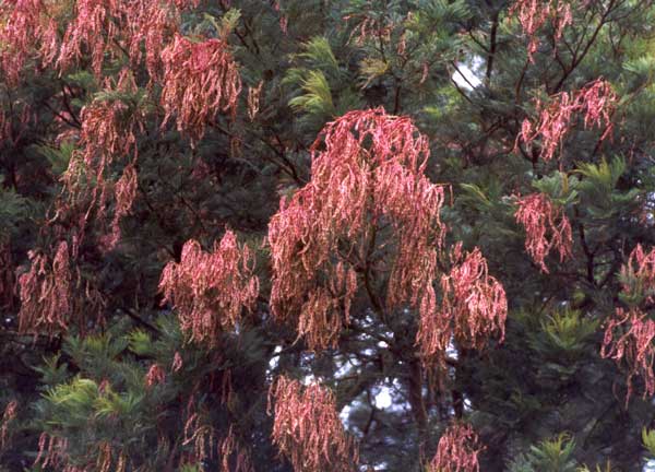 The Wattle Trees flower in early spring. The Wattle Trees flower in early spring.