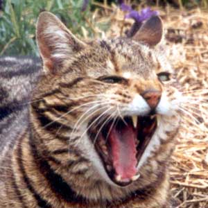 It's tiring work being a cat...