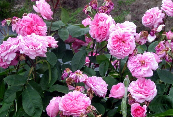 Gertrude Jekyll doesn't last well for me as a cut flower, which is a pity as she smells so good. Gertrude Jekyll doesn't last well for me as a cut flower, which is a pity as she smells so good.
