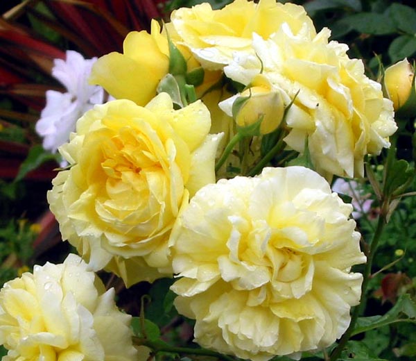 I haven't successfully identified this rose yet. I haven't successfully identified this rose yet.
